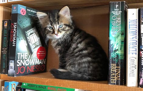 u ovoj kanadskoj knjižari mace slobodno tumaraju, a posetioci mogu čak i da ih usvoje laguna knjige
