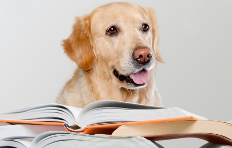 zavirite u jedinstvenu biblioteku za pse video  laguna knjige