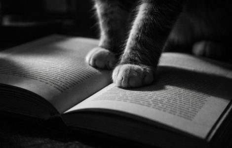 da li će džoni dep skinuti kletvu sa majstora i margarite  laguna knjige